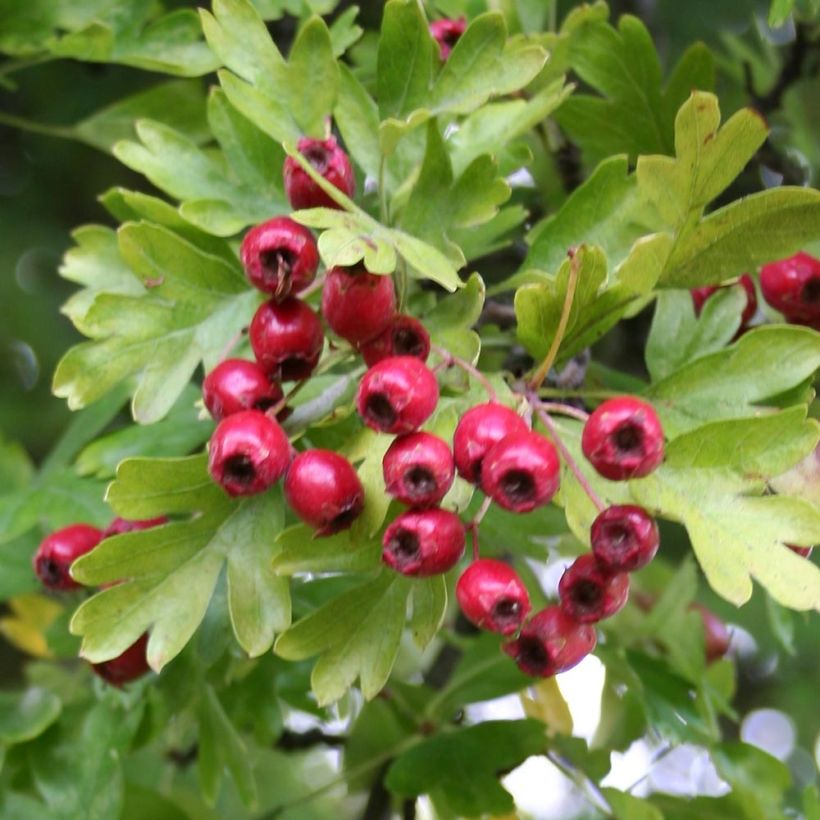 Crataegus monogyna Stricta - Aubépine (Feuillage)