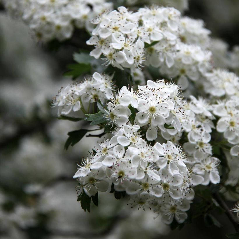 Crataegus monogyna Stricta - Aubépine (Floraison)