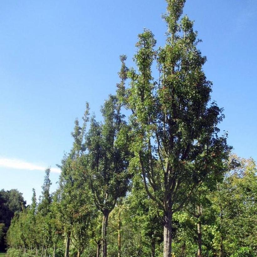 Crataegus monogyna Stricta - Aubépine (Port)