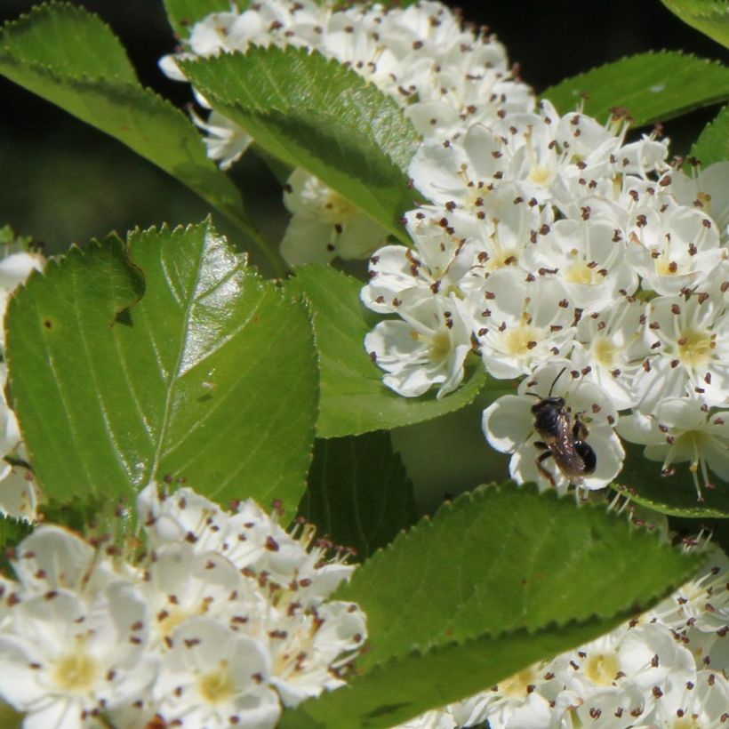 Crataegus prunifolia Splendens - Aubépine (Feuillage)