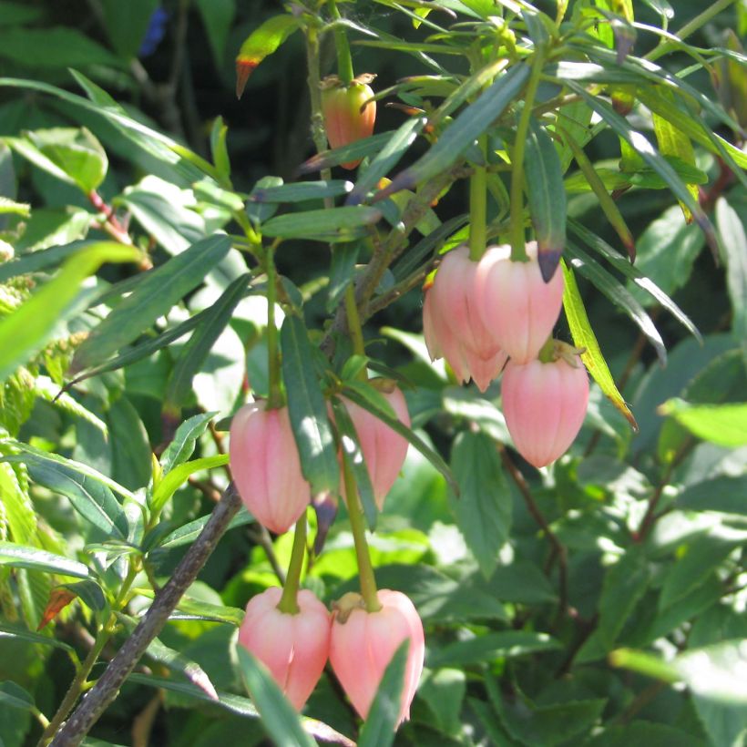 Crinodendron hookerianum Ada Hoffman - Arbre aux lanternes (Floraison)