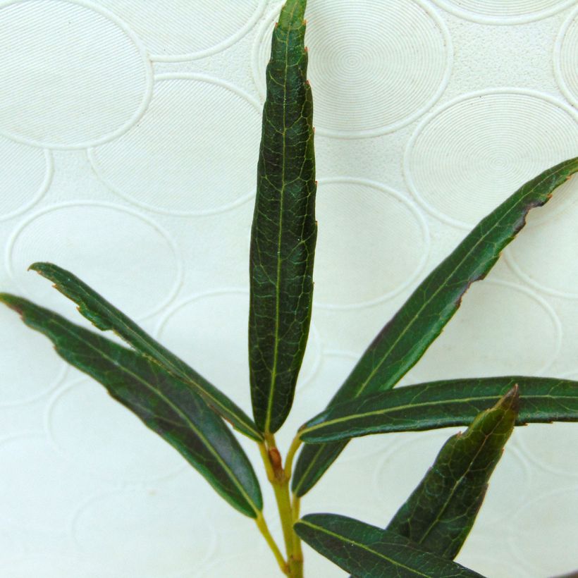 Crinodendron hookerianum Ada Hoffman - Arbre aux lanternes (Feuillage)