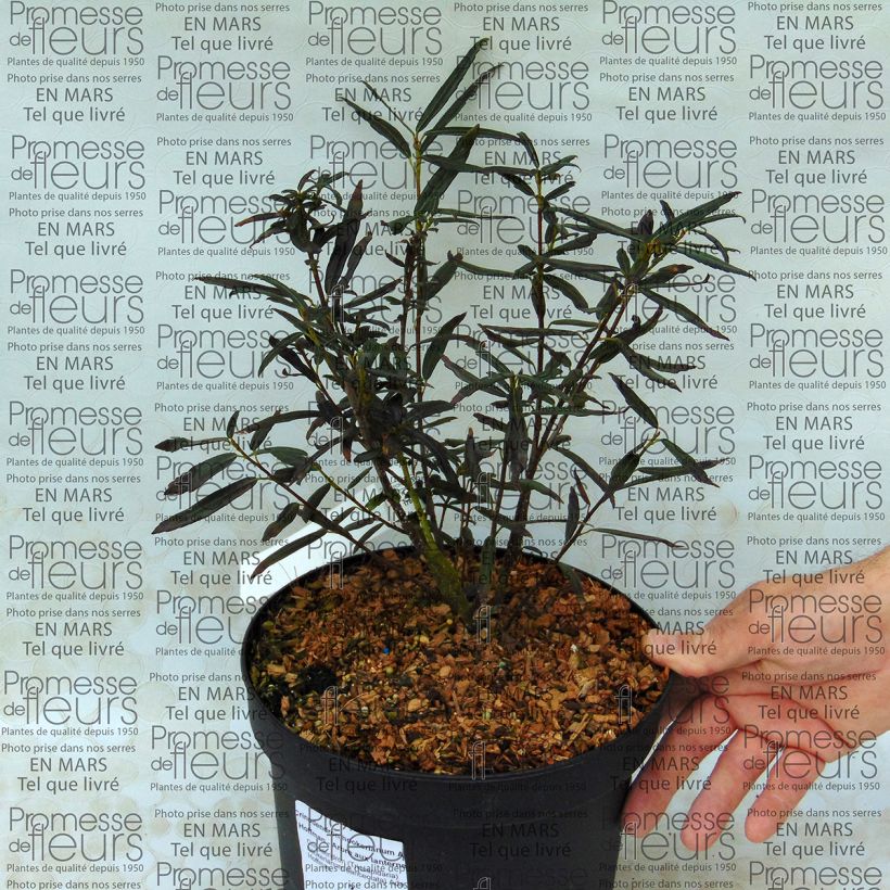 Exemple de spécimen de Crinodendron hookerianum Ada Hoffman - Arbre aux lanternes tel que livré