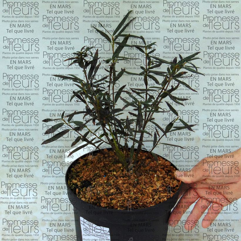 Exemple de spécimen de Crinodendron hookerianum Ada Hoffman - Arbre aux lanternes Pot de 4L/5L tel que livré