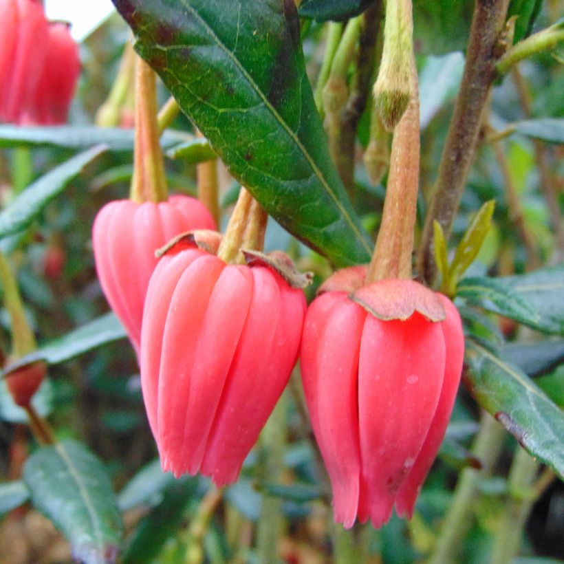 Crinodendron hookerianum - Arbre aux lanternes (Floraison)