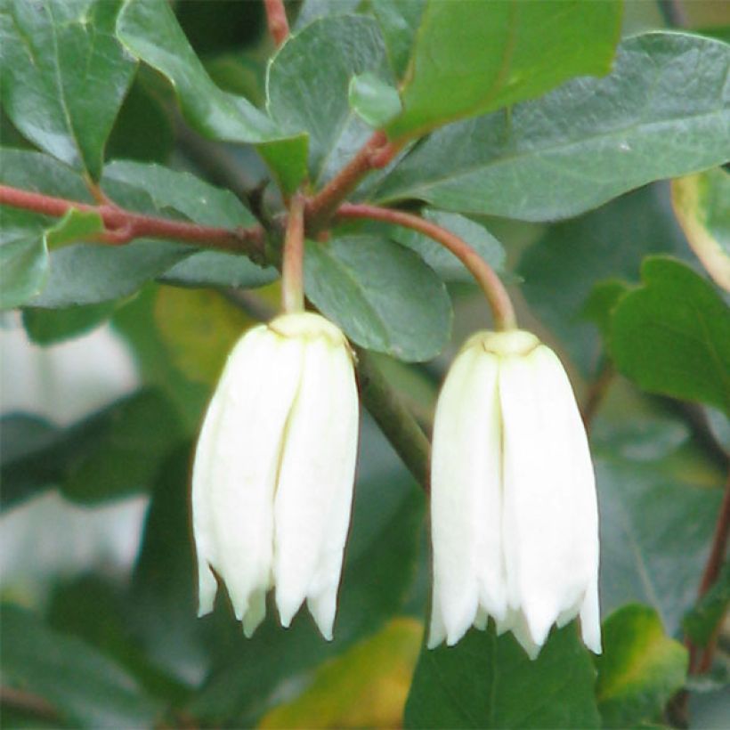 Crinodendron patagua (Floraison)