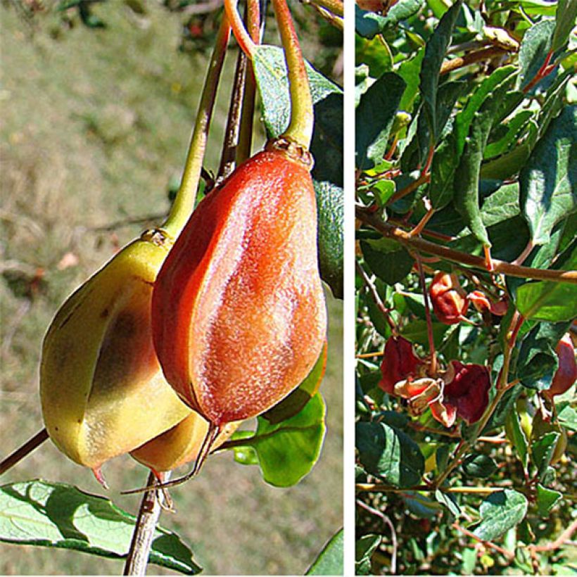 Crinodendron patagua (Récolte)