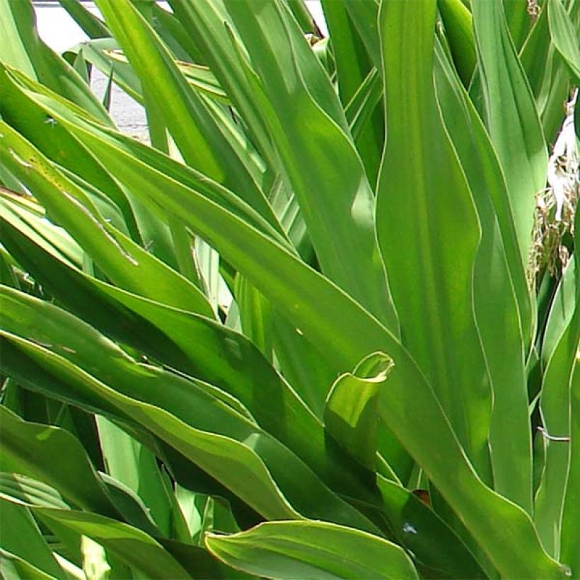 Crinum asiaticum - Crinum asiatique  (Feuillage)