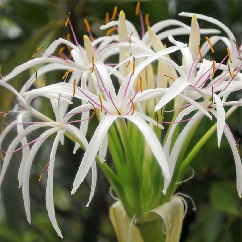 Crinum asiaticum - Crinum asiatique  (Floraison)