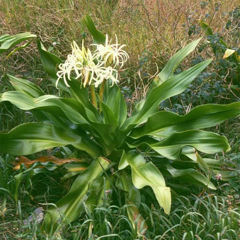 Crinum asiaticum - Crinum asiatique  (Port)