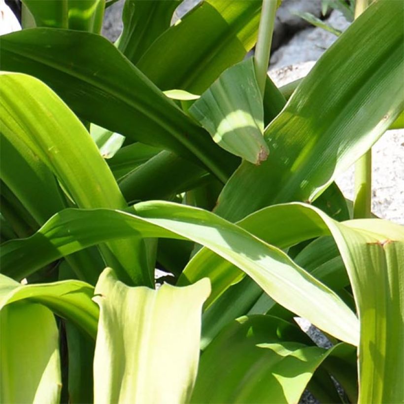 Crinum moorei (Feuillage)