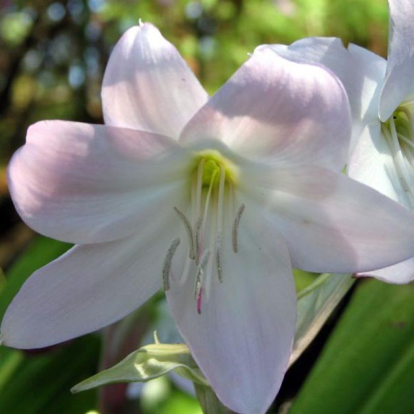 Crinum moorei (Floraison)