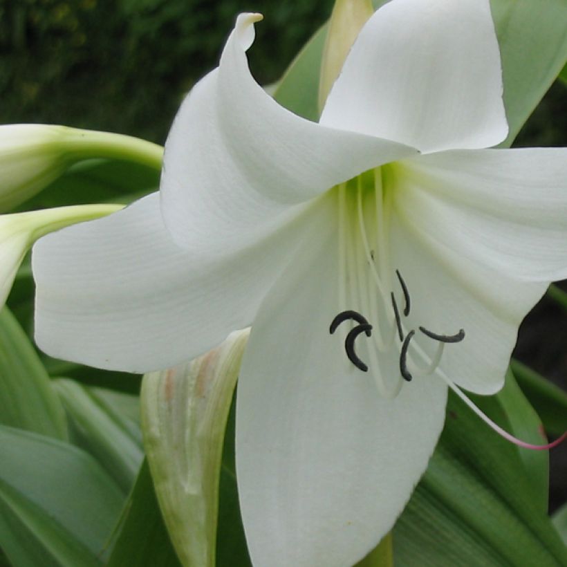 Crinum moorei Album - Crinole blanc  (Floraison)