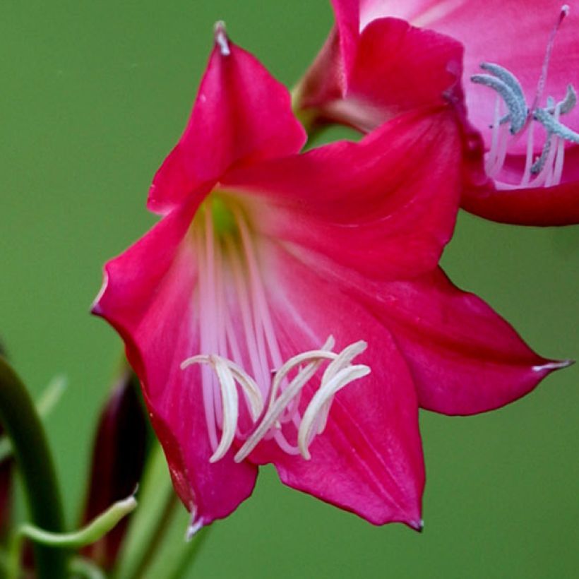 Crinum Ellen Bosanquet  (Floraison)