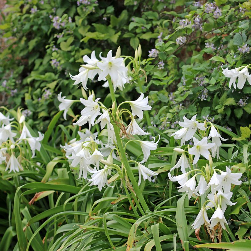 Crinum powellii Blanc (Port)