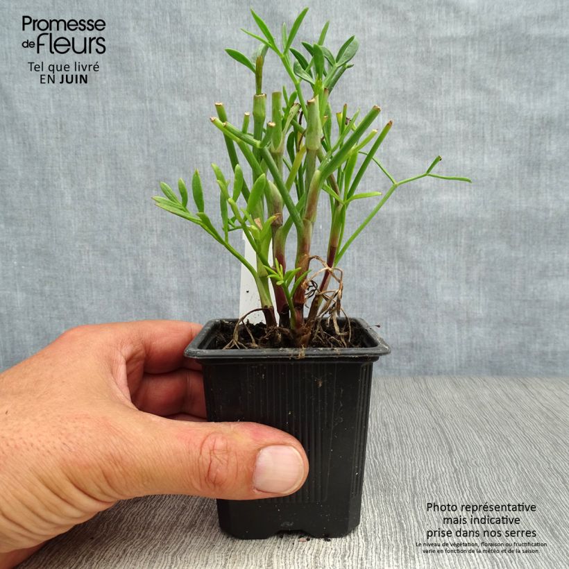 Spécimen de Crithmum maritimum - Crithme maritime ou Criste marine Godet de 8/9 cm tel que livré en été
