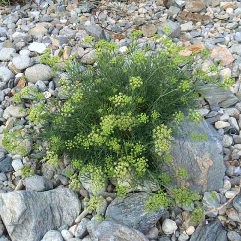 Crithmum maritimum - Crithme maritime ou Criste marine (Port)