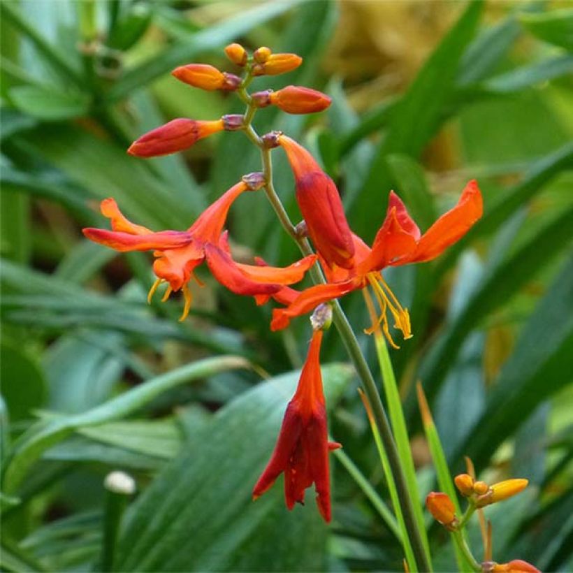 Crocosmia Babylon - Montbretia orange  (Floraison)