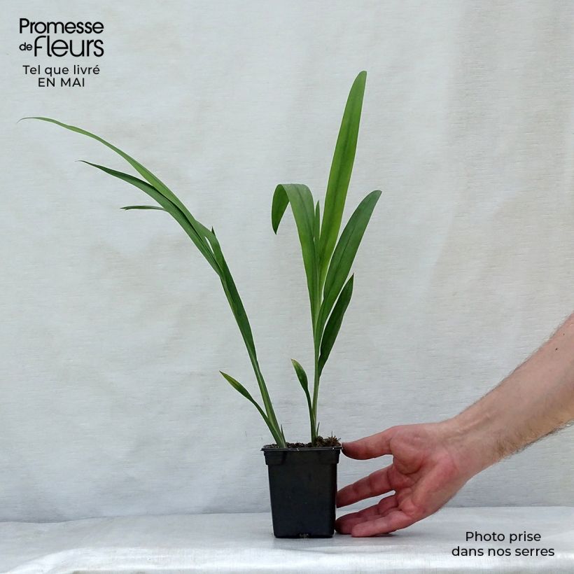 Spécimen de Crocosmia Babylon - Montbretia orange  Godet de 7/8 cm tel que livré au printemps