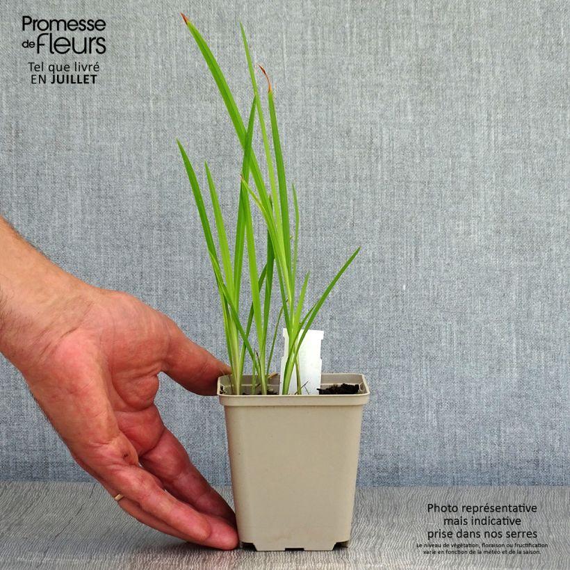 Spécimen de Crocosmia Babylon - Montbretia orange  Godet de 7/8 cm, Godet de 8 cm tel que livré en été