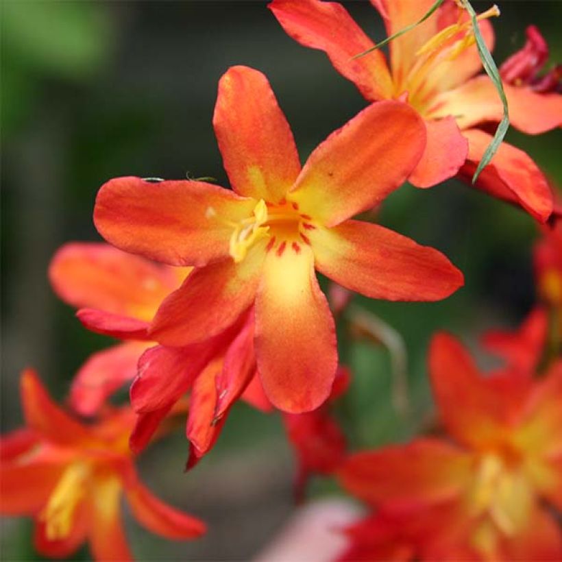 Crocosmia Carmine Brillant - Montbretia (Floraison)