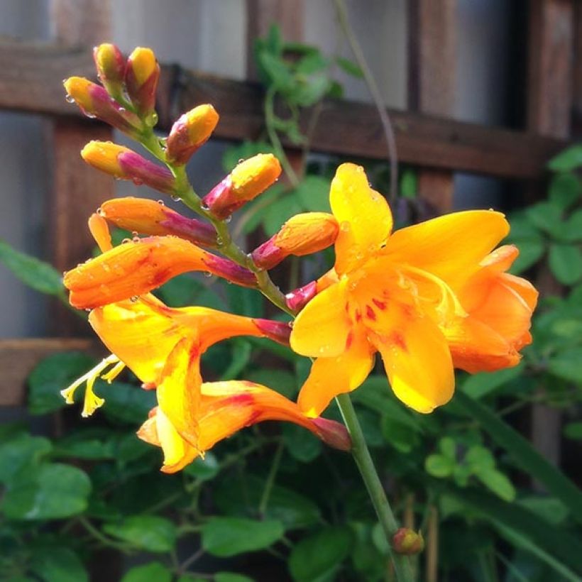 Crocosmia ou Montbretia Columbus (Floraison)