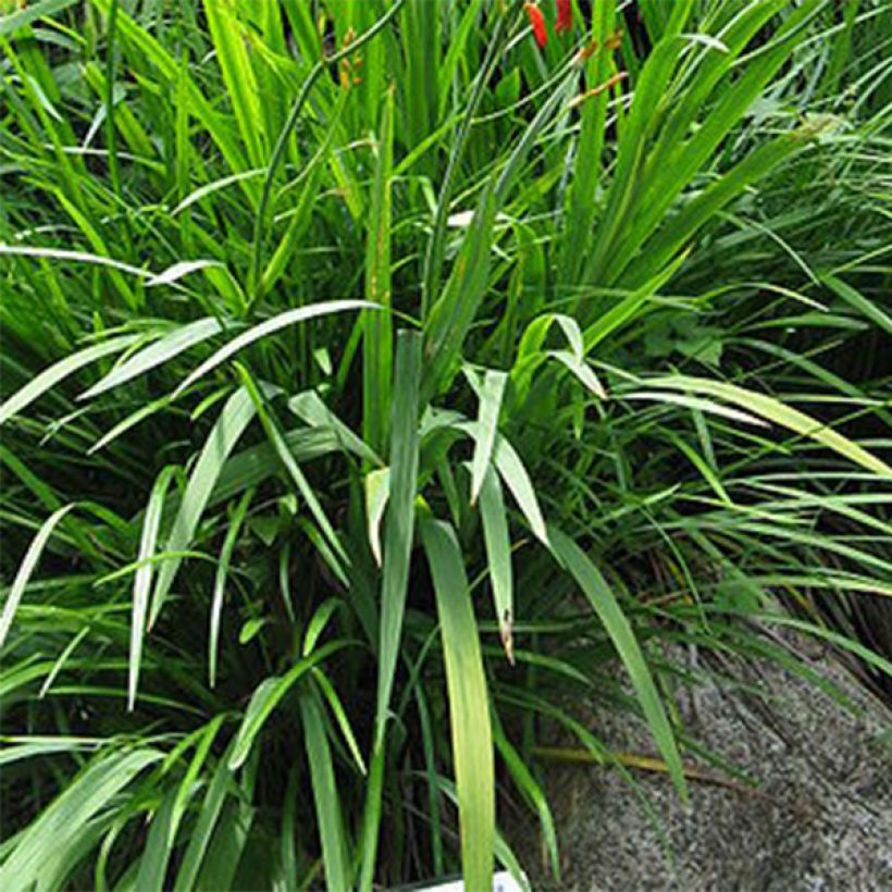 Crocosmia Emberglow - Montbretia rouge orangé (Feuillage)