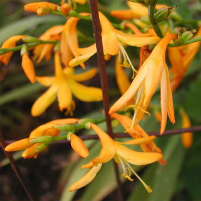 Crocosmia George Davison - Montbretia jaune orangé (Floraison)
