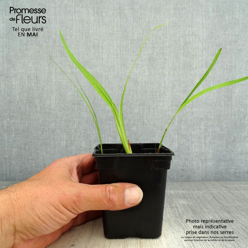 Spécimen de Crocosmia George Davison - Montbretia jaune orangé godet de 7/8cm tel que livré au printemps