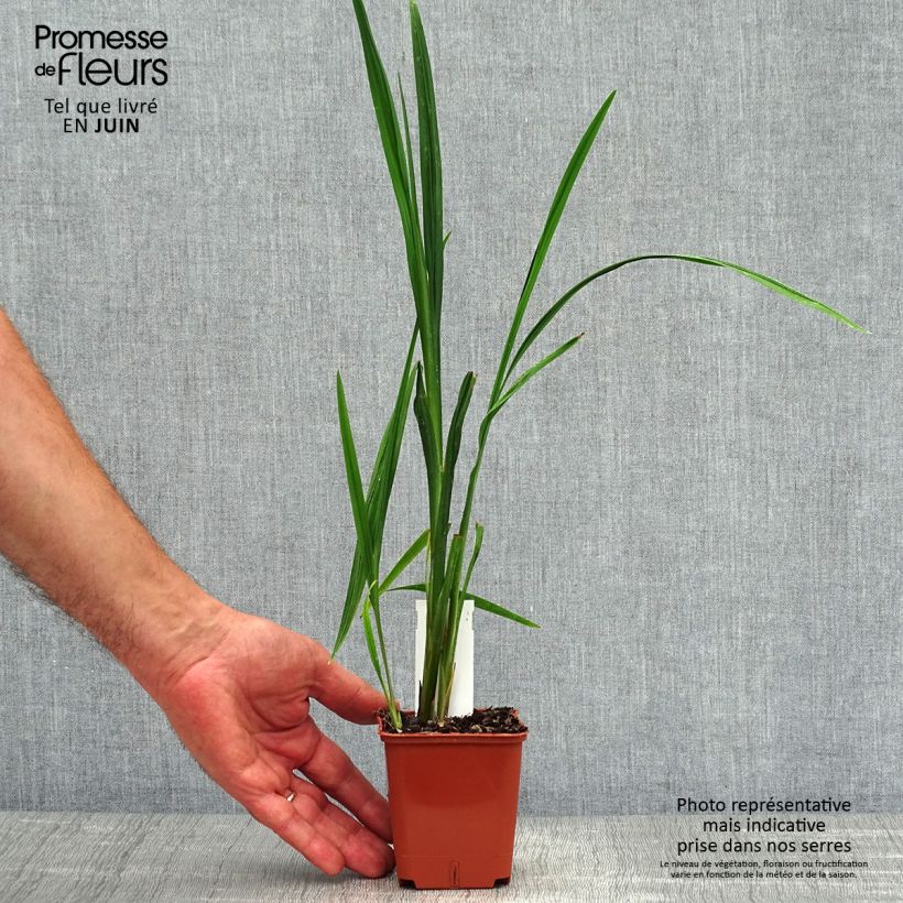Spécimen de Crocosmia Hellfire - Montbretia Godet de 8/9 cm tel que livré en été