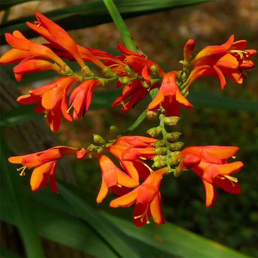 Crocosmia Météore - Montbretia  (Floraison)