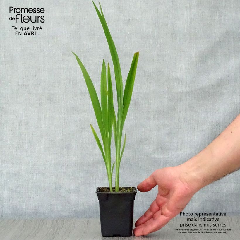 Spécimen de Crocosmia Météore - Montbretia  Godet de 7/8 cm tel que livré au printemps