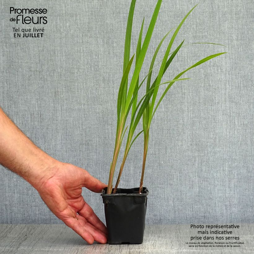 Spécimen de Crocosmia Mistral - Montbretia Godet de 7/8 cm tel que livré en été