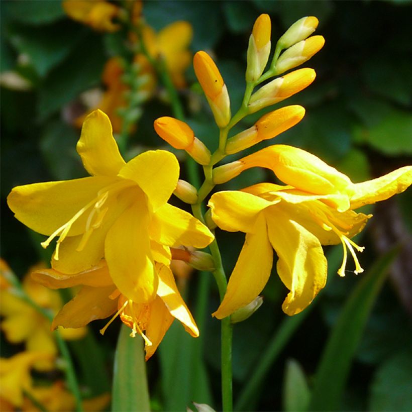 Crocosmia crocosmiiflora Buttercup - Montbretia jaune d'or pur. (Floraison)