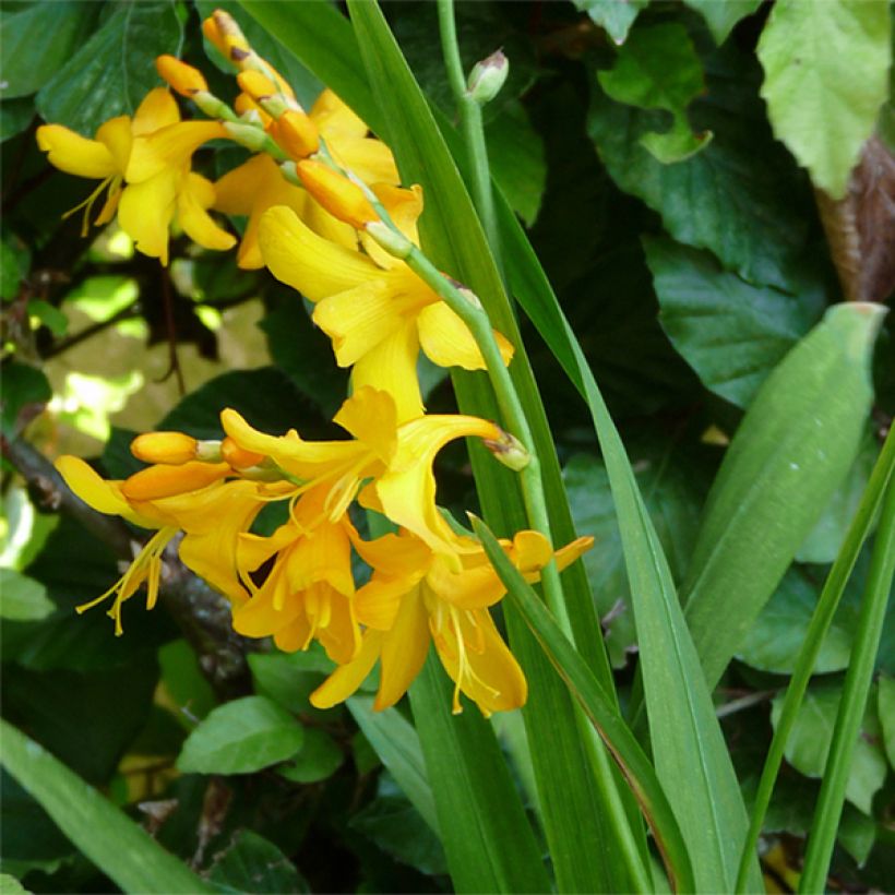 Crocosmia crocosmiiflora Buttercup - Montbretia jaune d'or pur. (Port)