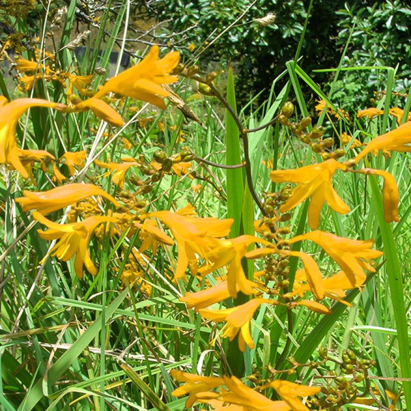 Crocosmia crocosmiiflora Norwich Canary -  Montbretia (Floraison)