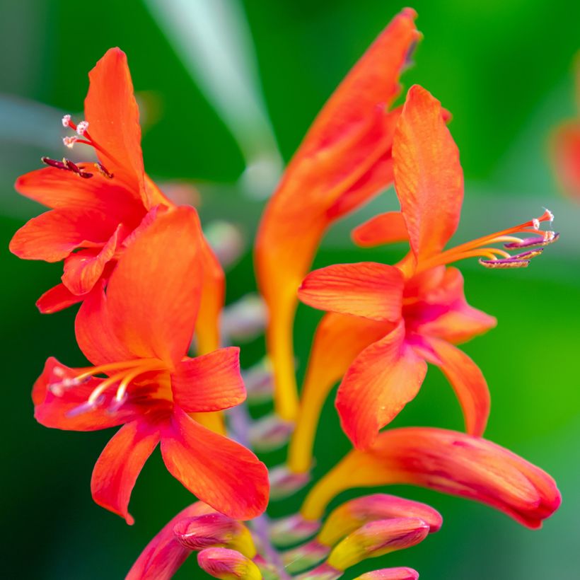 Crocosmia Lucifer - Montbretia rouge écarlate (Floraison)