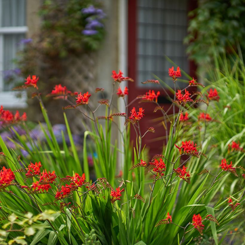 Crocosmia Lucifer - Montbretia rouge écarlate (Port)