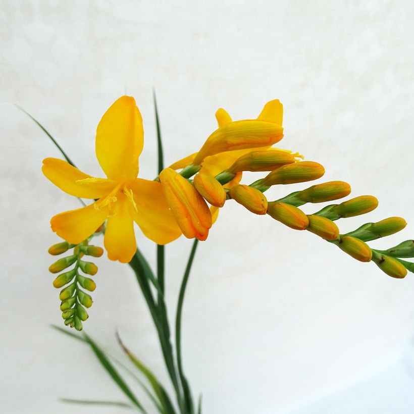 Crocosmia hybride Paul’s Best Yellow - Montbretia (Floraison)
