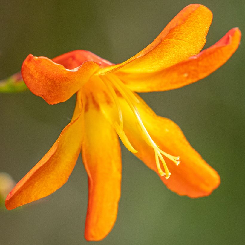 Crocosmia hybride Star of the East - Montbretia (Floraison)