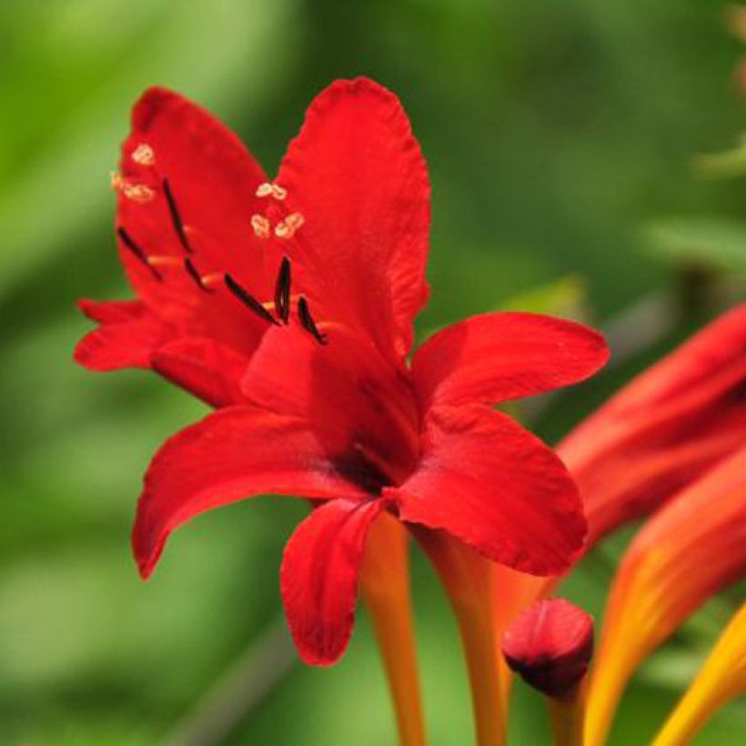 Crocosmia masoniorum -  Montbretia orange vif (Floraison)