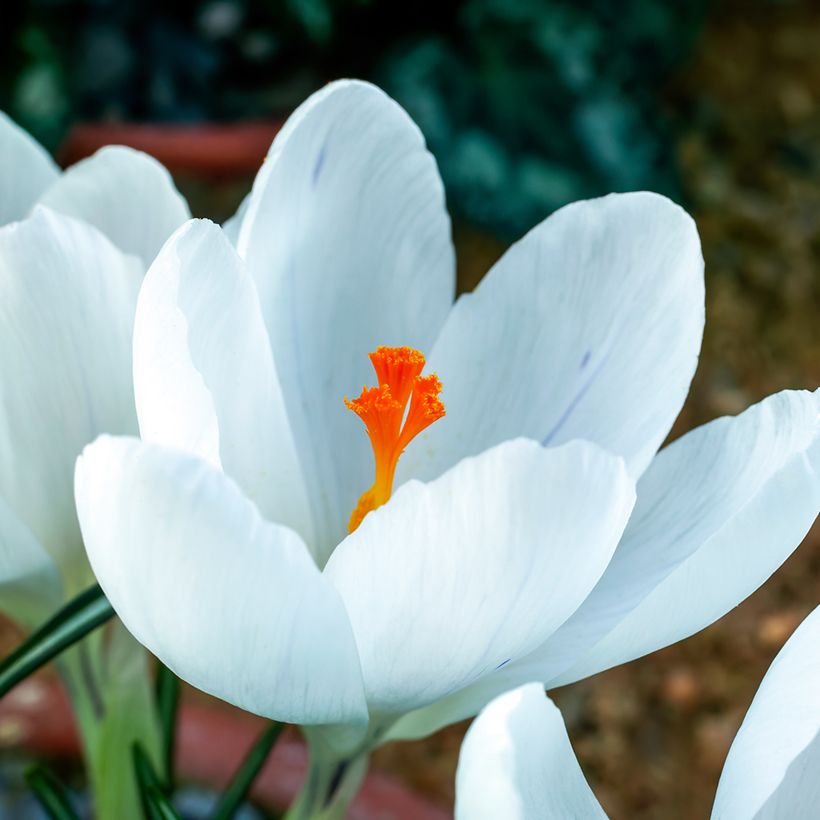 Crocus Mammouth Jeanne d'Arc (Floraison)