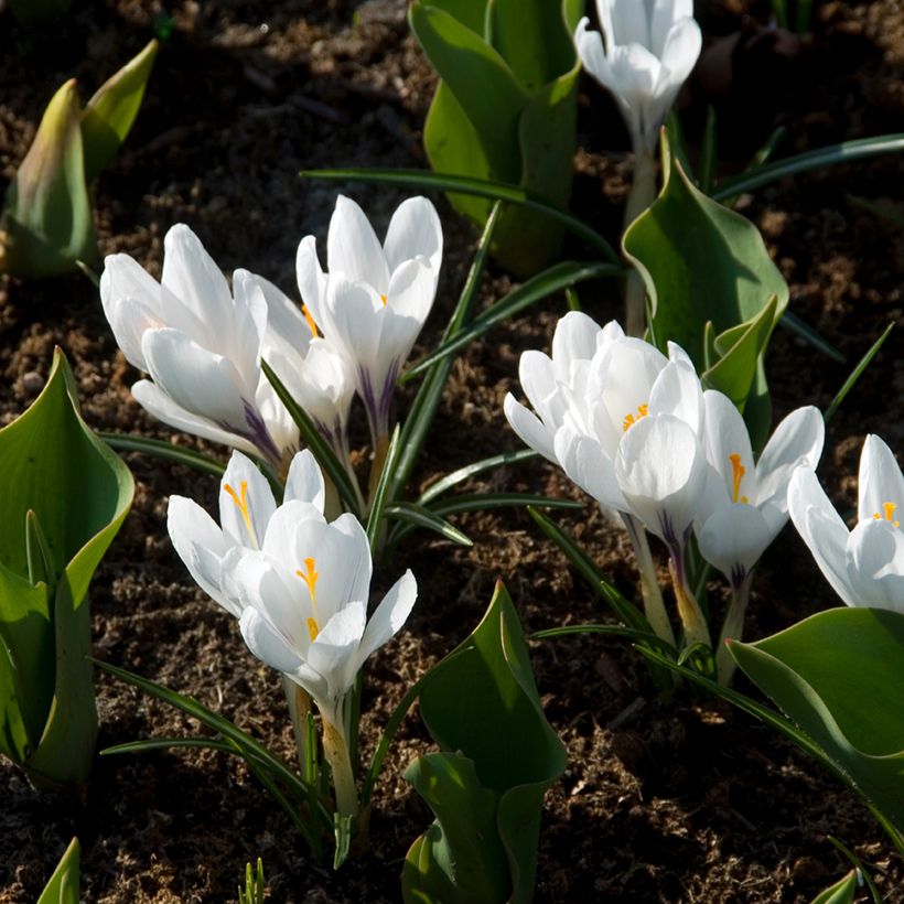 Crocus Mammouth Jeanne d'Arc (Port)