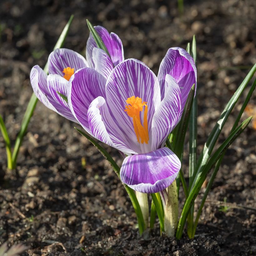 Crocus Mammouth Pickwick (Floraison)