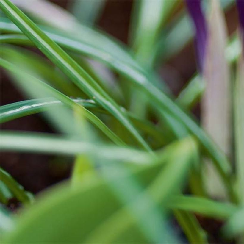 Crocus Yalta (Feuillage)