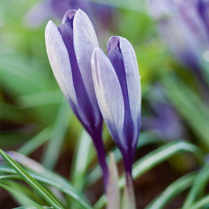 Crocus Yalta (Floraison)