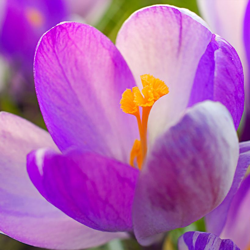 Crocus Vanguard (Floraison)