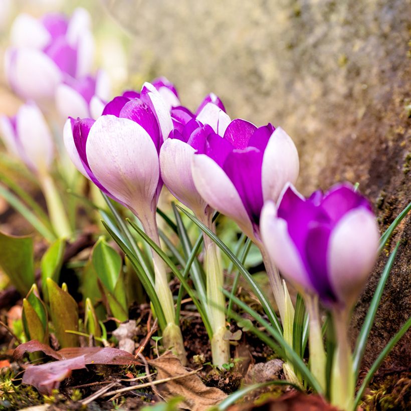 Crocus Yalta (Port)