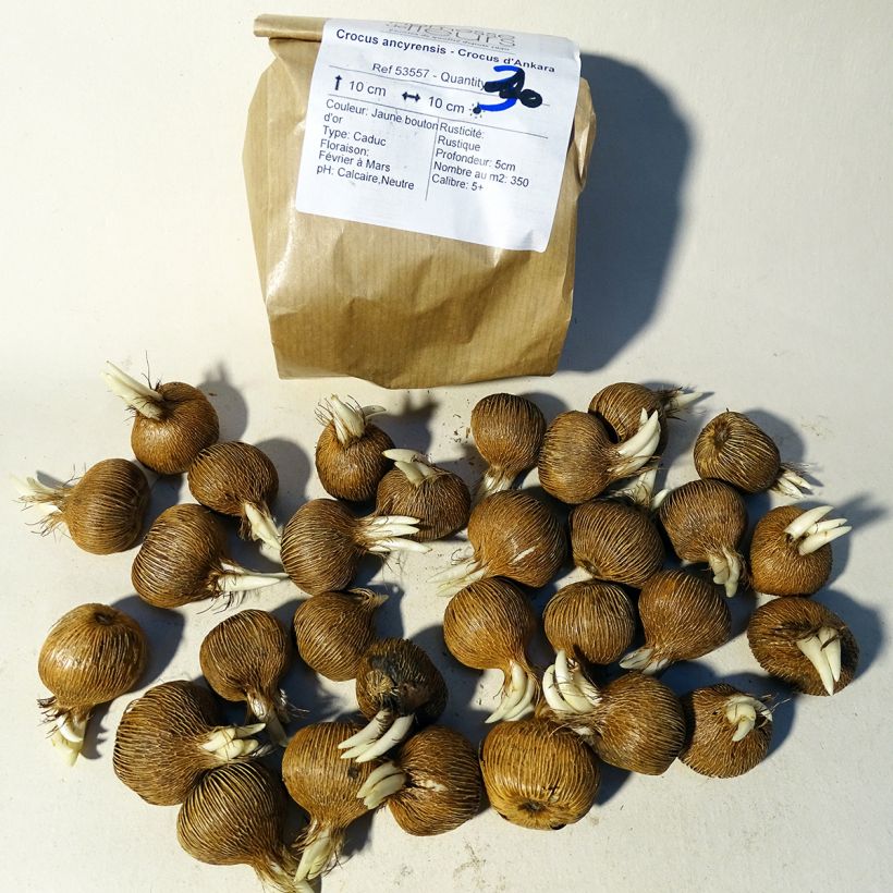 Exemple de spécimen de Crocus ancyrensis - Crocus d'Ankara Bulbe tel que livré