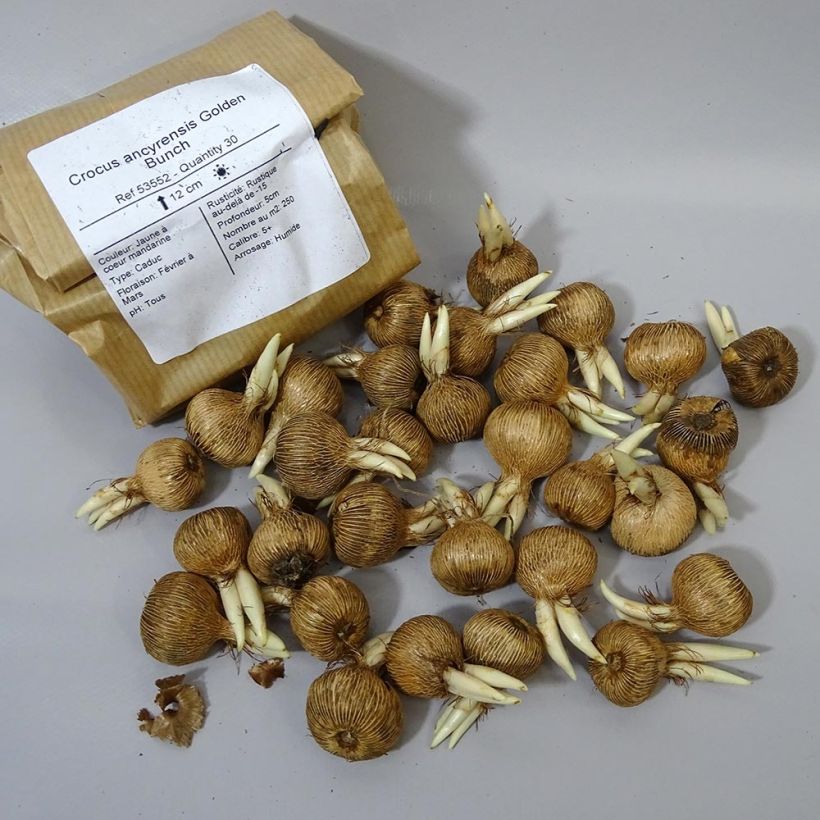 Exemple de spécimen de Crocus ancyrensis Golden Bunch Bulbe tel que livré